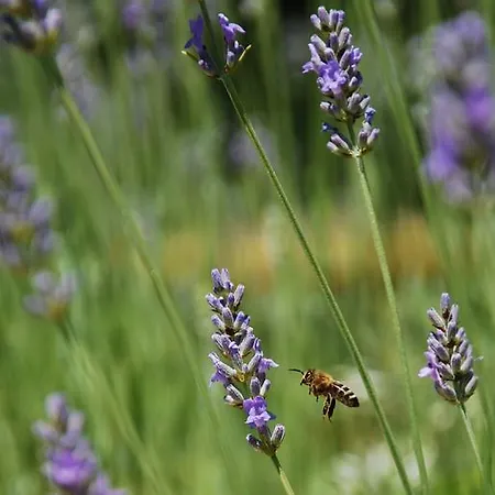 Haus Pflaum * Dellach im Drautal