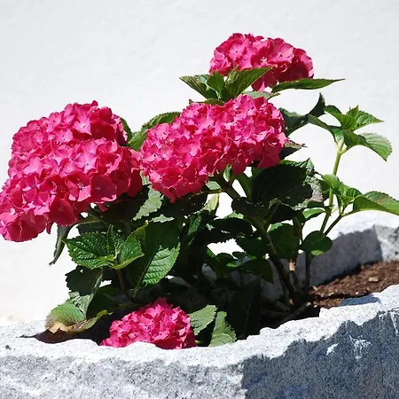 Haus Pflaum Dellach im Drautal