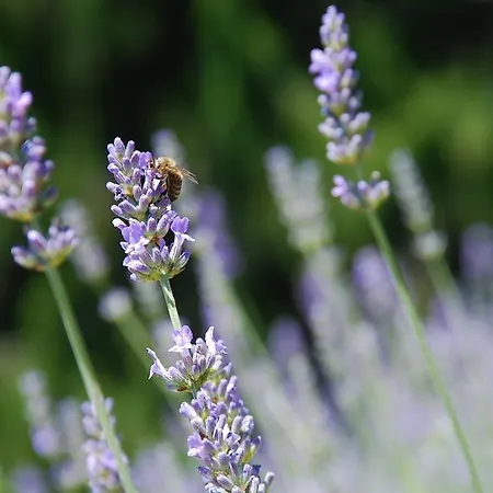 Haus Pflaum Διαμέρισμα