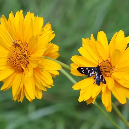 Haus Pflaum شقة Dellach im Drautal